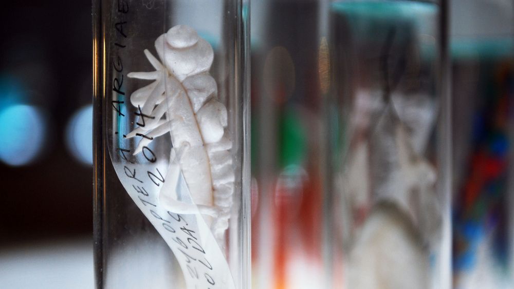 Microplasticinsectae