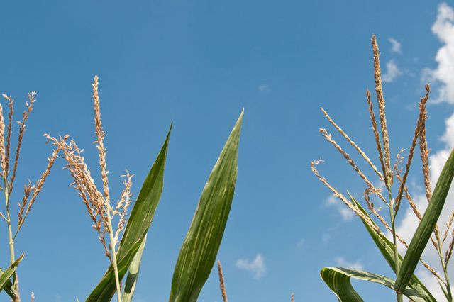 GMOs - Oppenheim Lecture