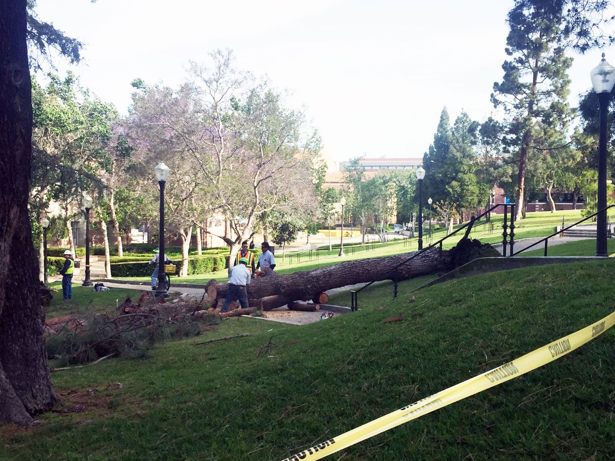Downed campus pine tree