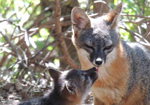 Channel Island foxes