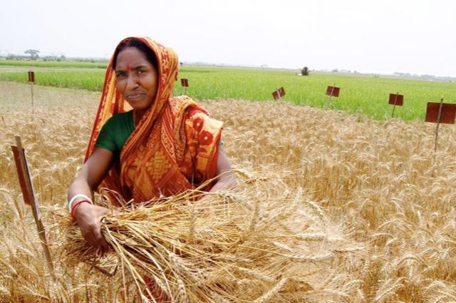 Woman in a wheat field
