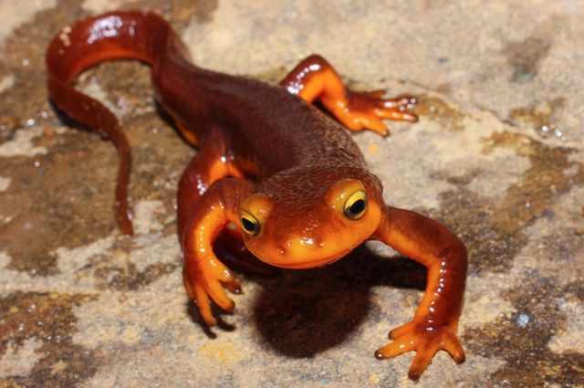 Taricha torosa or the California newt