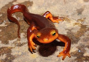 Taricha torosa or the California newt