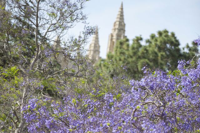 Jacaranda near Kerckhoff Hall 
