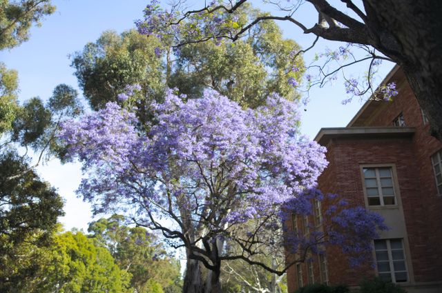 Jacaranda at Murphy Hall