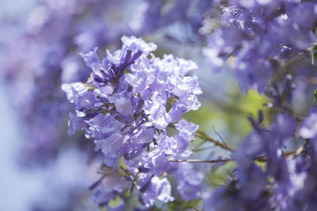 Jacaranda detail