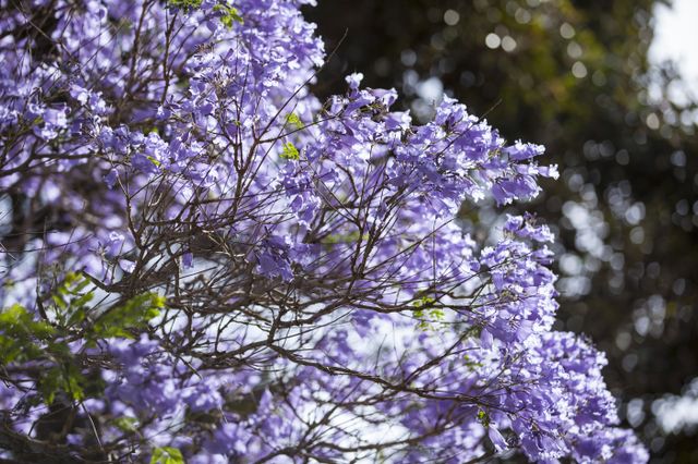 Jacaranda fever