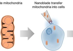Transferring mitochondria
