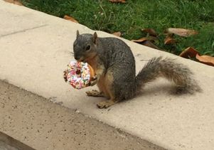 Squirrel with a donut