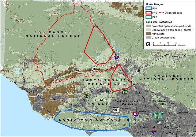 Mountain lion map