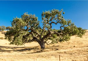 California live oak