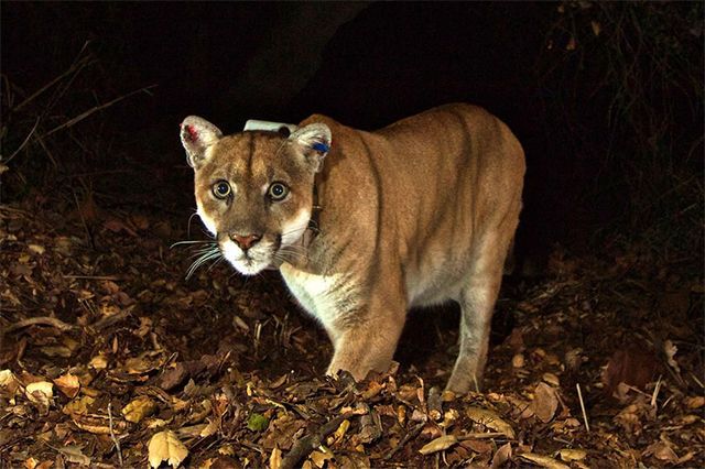 Mountain lion 