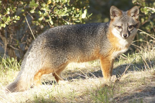 Channel Island fox