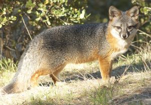 Channel Island fox