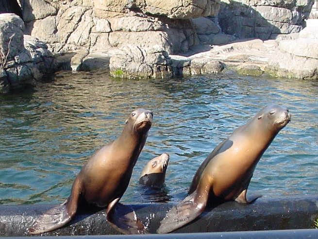 California sea lions 