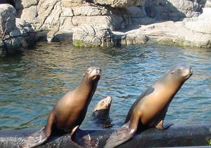 California sea lions 