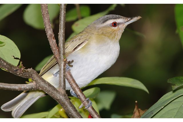 Red-eyed Vireo
