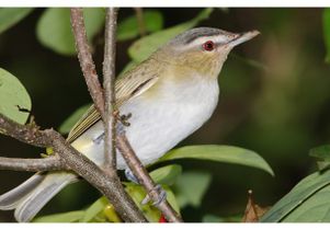 Red-eyed Vireo