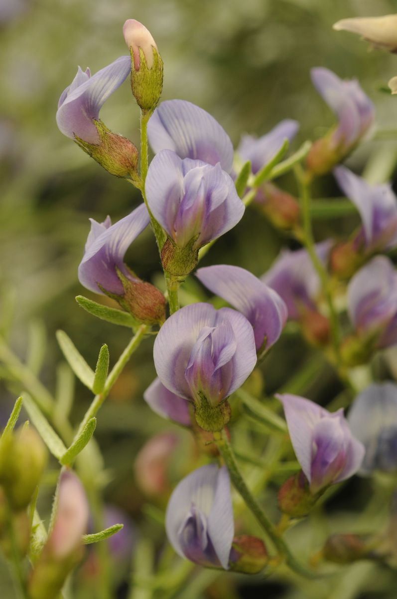 Lane Mountain milkvetch