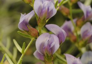 Lane Mountain milkvetch