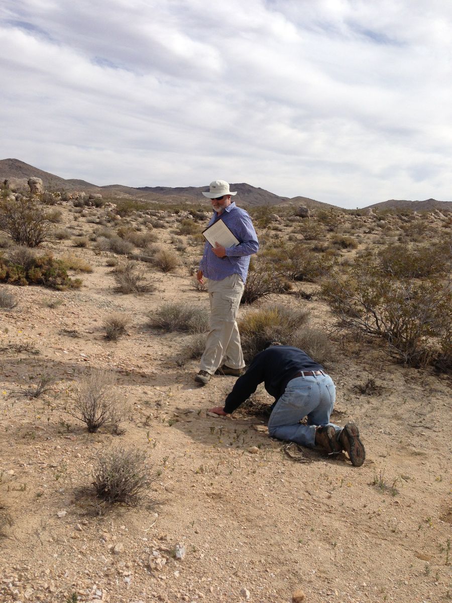 milkvetch_Prigge_and_Huggins