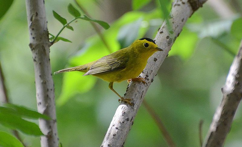 Wilson's Warbler