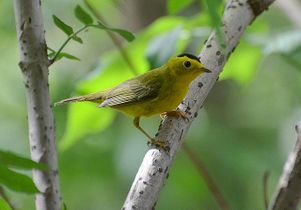 Wilson's Warbler