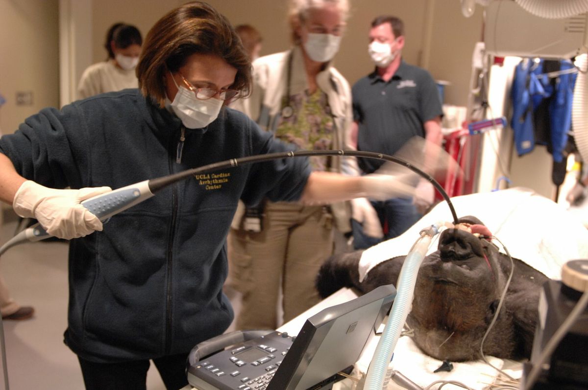 Dr. Barbara Natterson-Horowitz