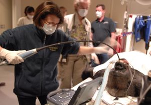 Dr. Barbara Natterson-Horowitz