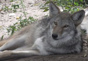Gray wolf coyote hybrid