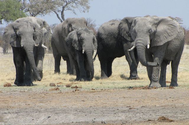 Elephants in Botswana