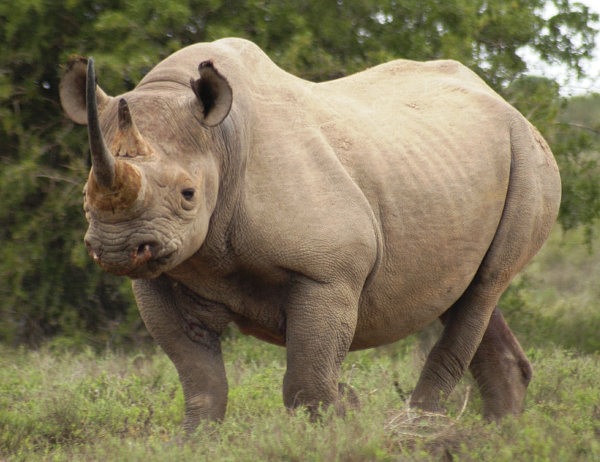 Rhinoceros