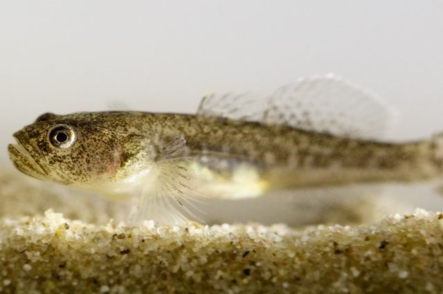 Southern Tidewater Goby