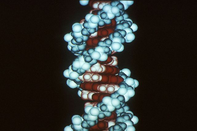DNA molecule