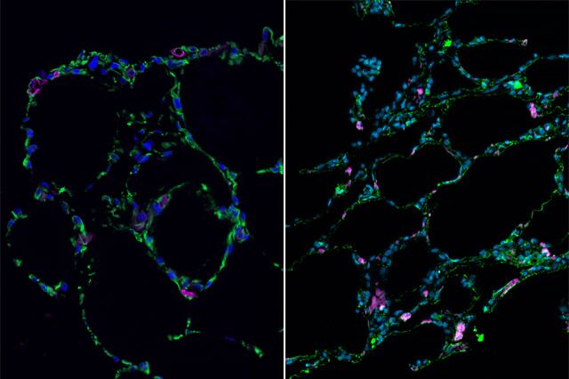 Bioengineered lung-like tissue