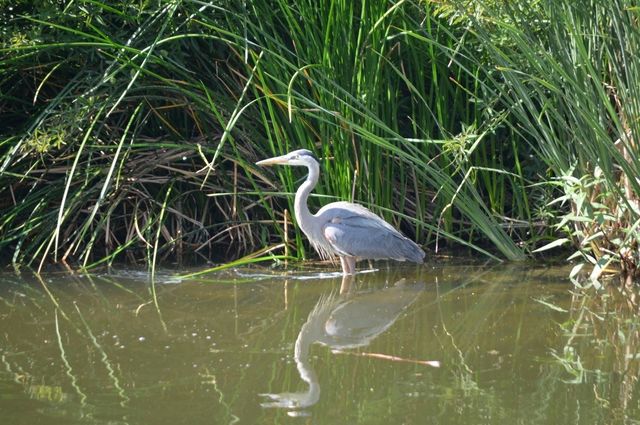 Great blue heron