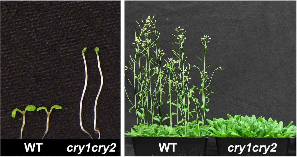 Arabidopsis plants