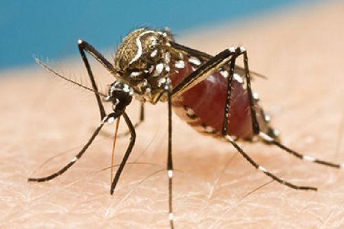 Mosquito