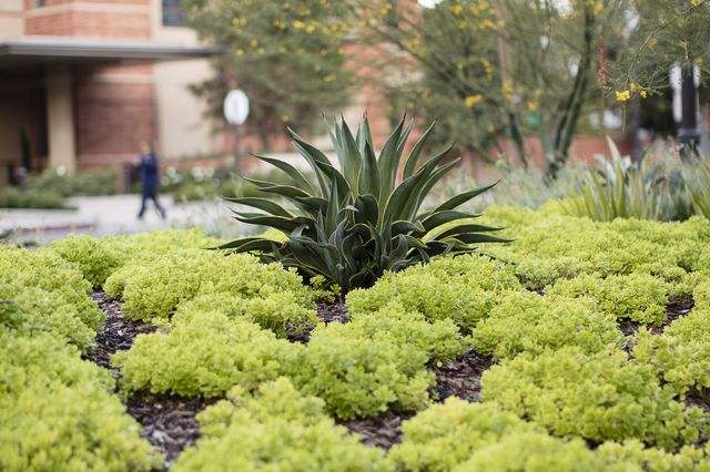 Landscaping around the UCLA Meyer and Renee Luskin Conference Center