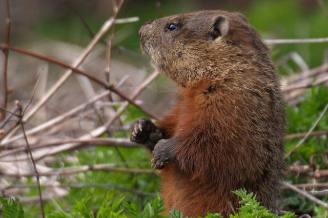 Groundhog