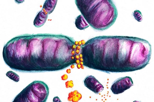 Artist rendering of Dnm1 proteins and  mitocondrion