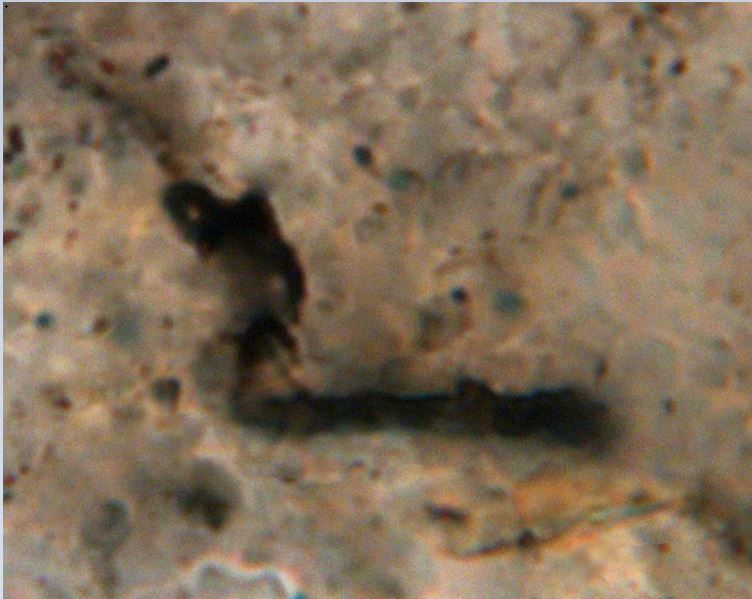 Fossil microorganism