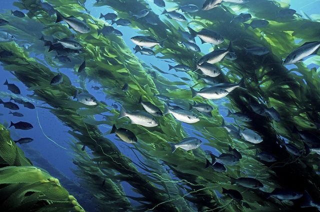 Kelp forest