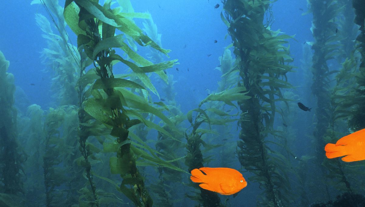 Thousands of citizenscientists help researchers map kelp forests UCLA