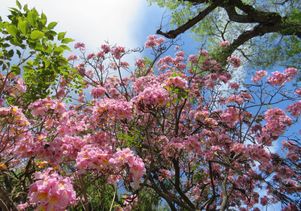 Flowering trees
