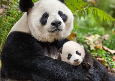 From the film "Born in China"