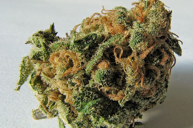 Cannibis bud