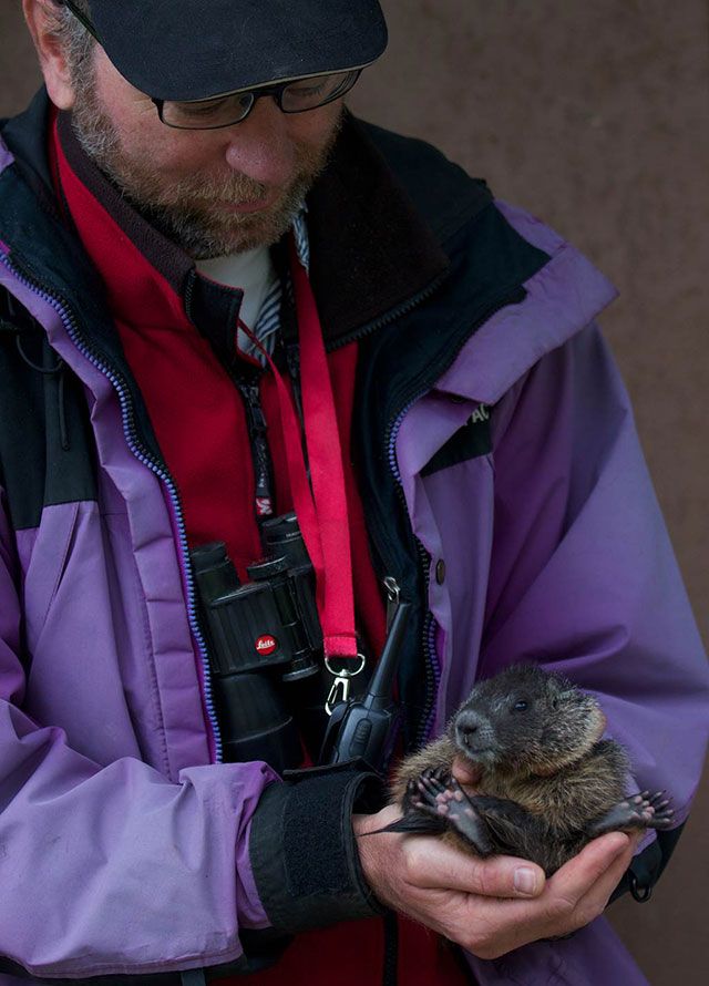 Dan Blumstein holds a marmot