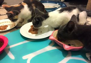 Kittens eating in a row