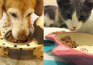Dog and cat eating pet food